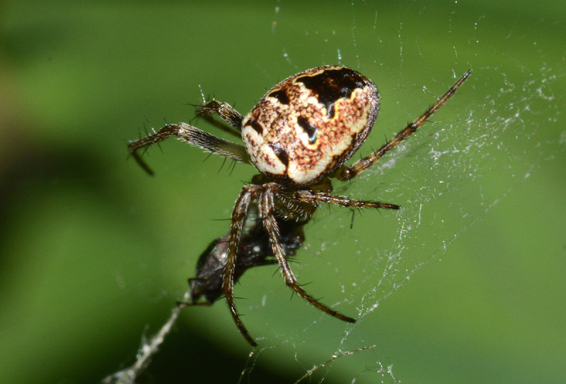 Zilla diodia con dittero Sepsidae - Toano (RE)